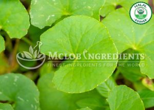 Hydrocotyle Asiatica Extract