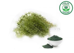 Bamboo Powder-Extract