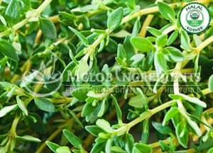 Bacopa Monnieri Powder-Extract