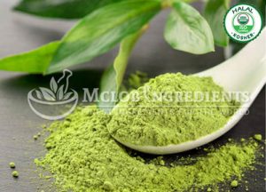 Green Tea Powder-Extract