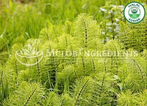 Horsetails Grass Extract